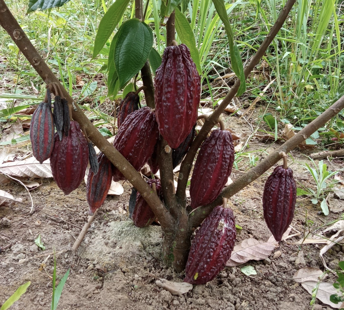 holding coffee beans with both hands neaer a coffee tree