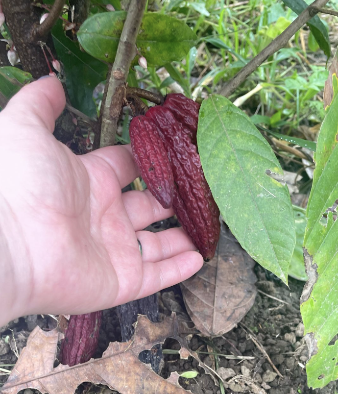 holding coffee beans with both hands neaer a coffee tree