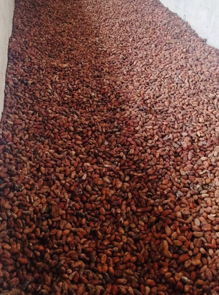 holding coffee beans with both hands neaer a coffee tree
